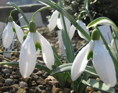 Galanthus 'Bill Bishop'